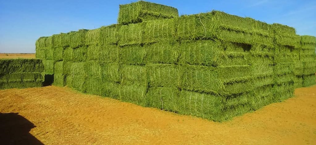 alfalfa1
